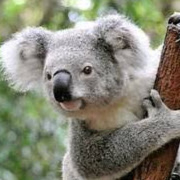 Meet your Posher, Wyatt - Picture 1 of 1